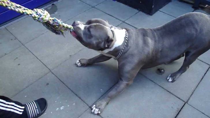 Poushka - American Staffordshire Terrier Mâle (2 ans)