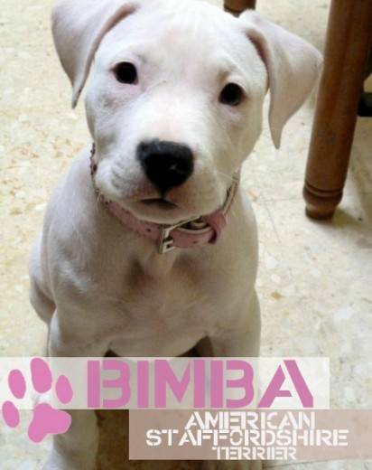 Bimba - American Staffordshire Terrier (5 mois)