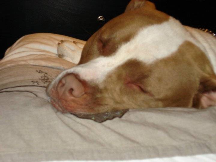 KIKO - American Staffordshire Terrier Mâle (1 an)
