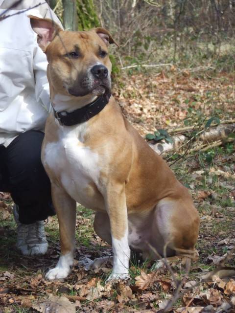 Diouk - American Staffordshire Terrier Mâle (1 an)