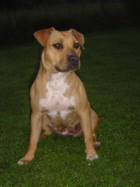 Amstaff Akira - American Staffordshire Terrier