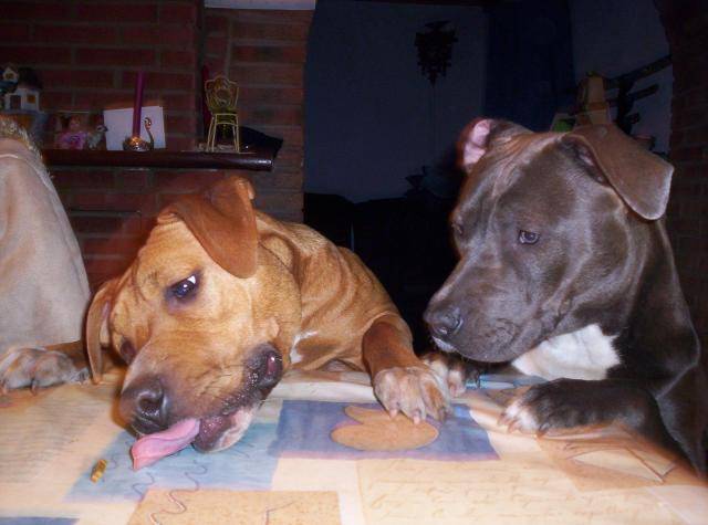 amstaff xena et gandja (American Staffordshire Terrier) - American Staffordshire Terrier