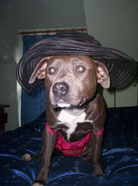 amstaff gandja - American Staffordshire Terrier