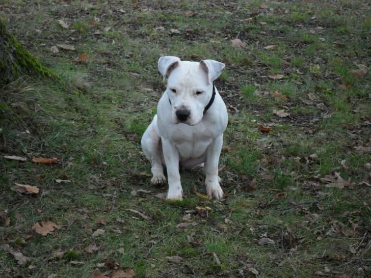 enna - American Staffordshire Terrier (1 an)