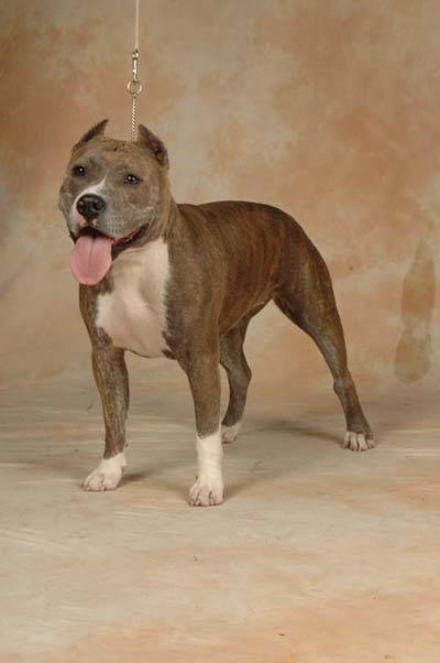 american staffordshire terrier - American Staffordshire Terrier