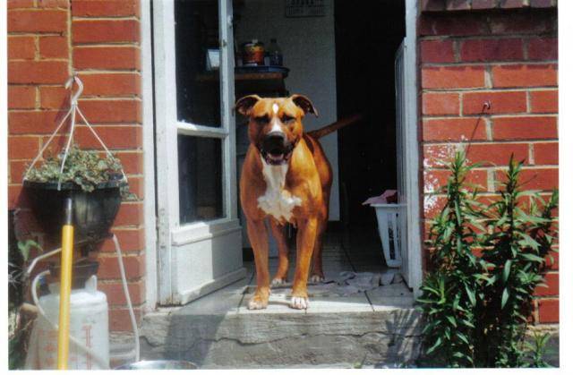 amstaff spaika - American Staffordshire Terrier