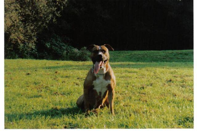 amstaff spaika - American Staffordshire Terrier