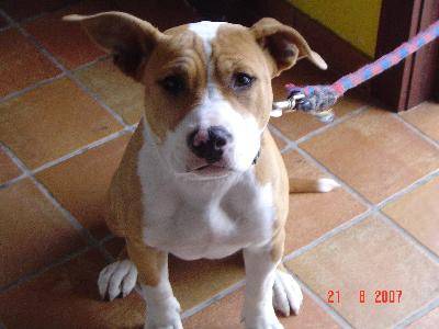 amstaff Lilloo - American Staffordshire Terrier