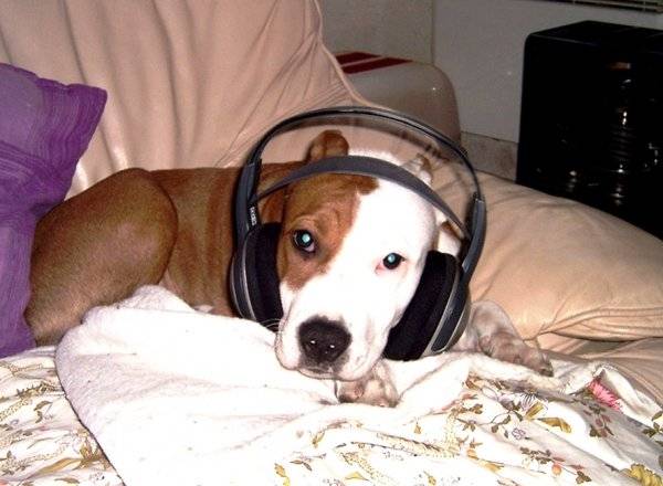 Attila écoute du pop - American Staffordshire Terrier Mâle (3 ans)