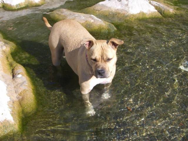 cochonou - American Staffordshire Terrier (9 mois)