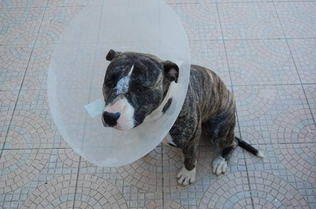 american staffordshire terrier divine - American Staffordshire Terrier