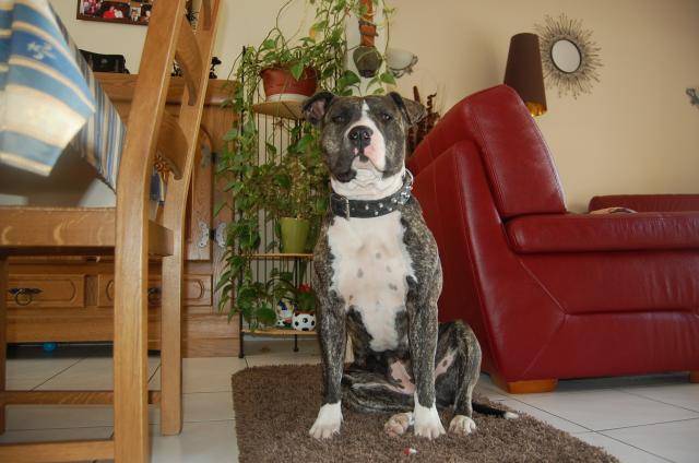 american staffordshire terrier divine - American Staffordshire Terrier
