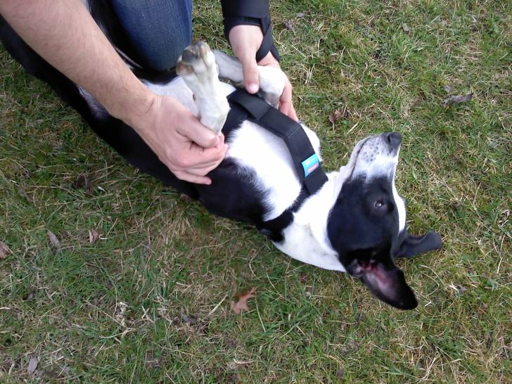 Theo - American Staffordshire Terrier Mâle (1 an)