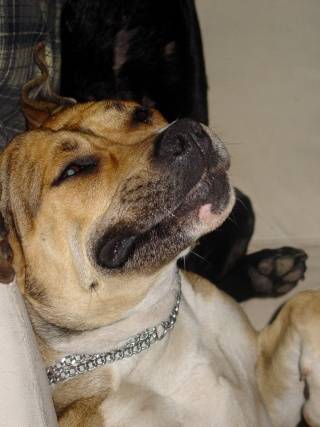 Byron Amstaff 3 ans - American Staffordshire Terrier (3 ans)