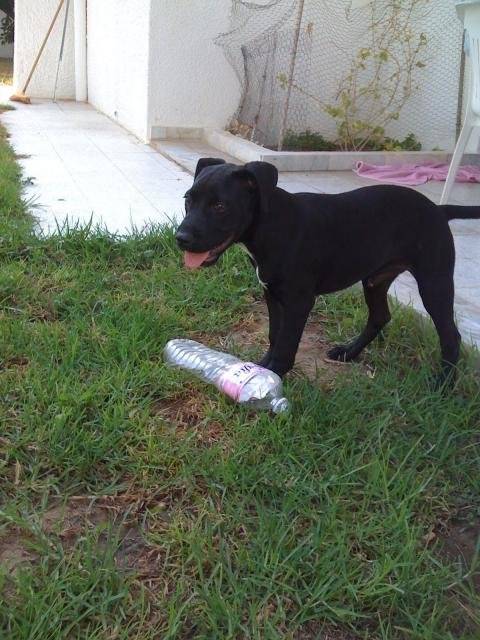 blacky amstaff - American Staffordshire Terrier