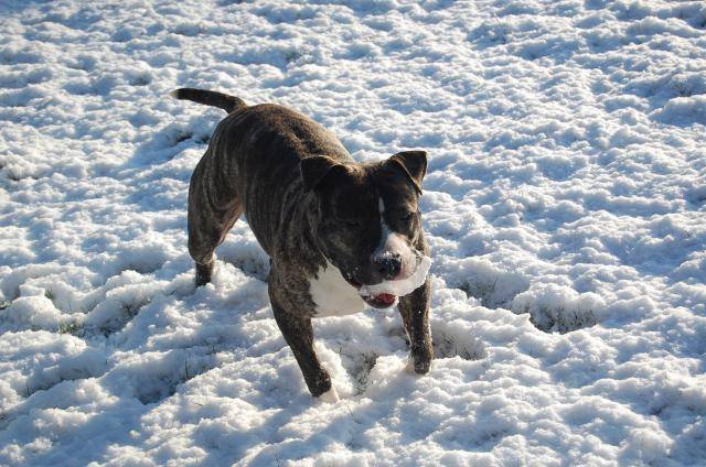 divine amstaff - American Staffordshire Terrier