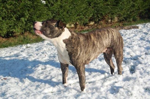 divine amstaff - American Staffordshire Terrier