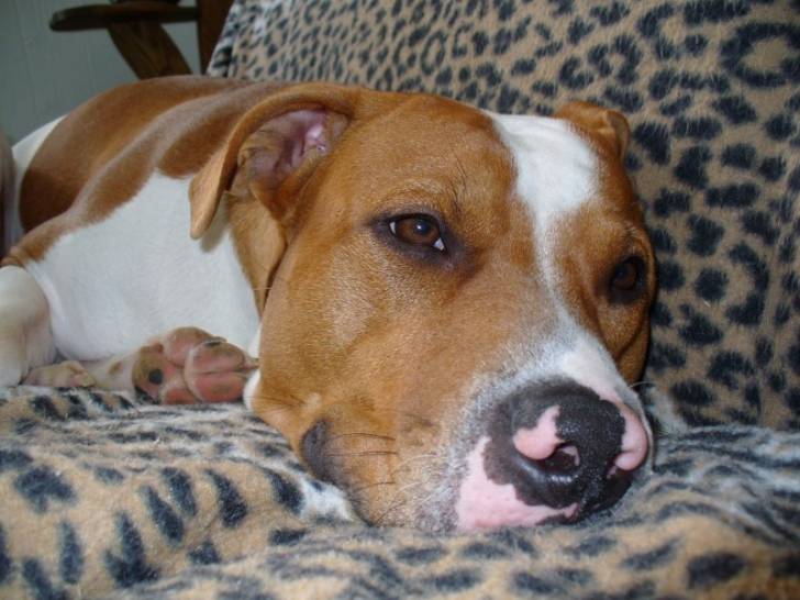 Mabrouk - American Staffordshire Terrier Mâle (4 ans)