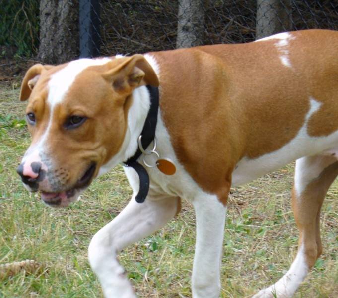 Mabrouk - American Staffordshire Terrier Mâle (4 ans)