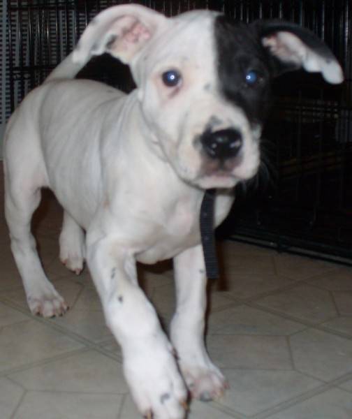 Ten à 3 mois - American Staffordshire Terrier Mâle (3 mois)