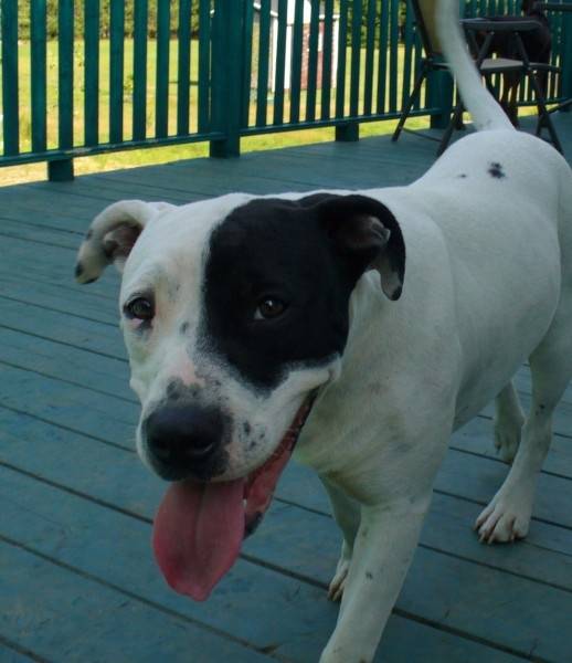 Ten à 8 mois - American Staffordshire Terrier Mâle (8 mois)