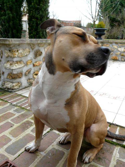 Baloo amstaff - American Staffordshire Terrier