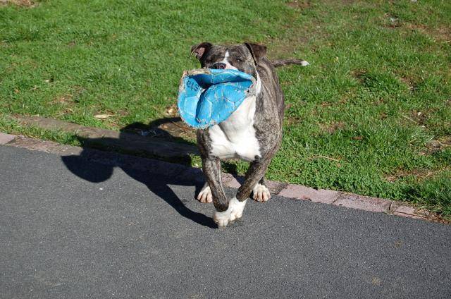 american staffordshire terrier divine - American Staffordshire Terrier