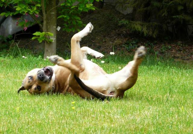 Baloo amstaff - American Staffordshire Terrier