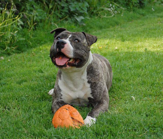 amstaff divine - American Staffordshire Terrier