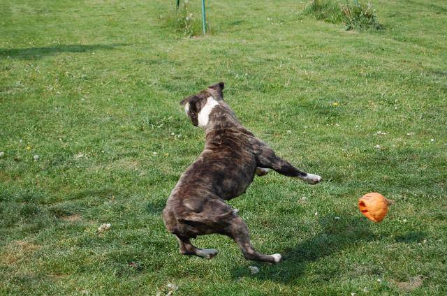 amstaff divine - American Staffordshire Terrier
