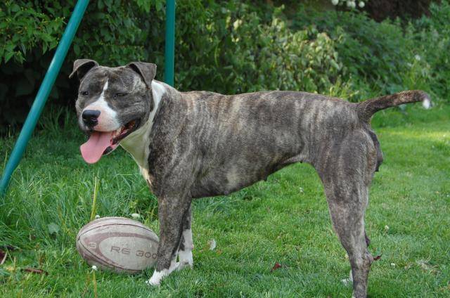 amstaff divine - American Staffordshire Terrier