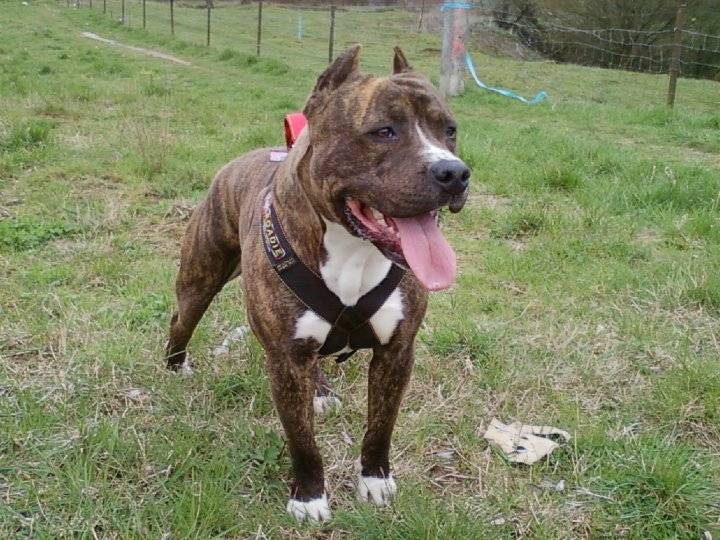 DILEUR - American Staffordshire Terrier (2 ans)