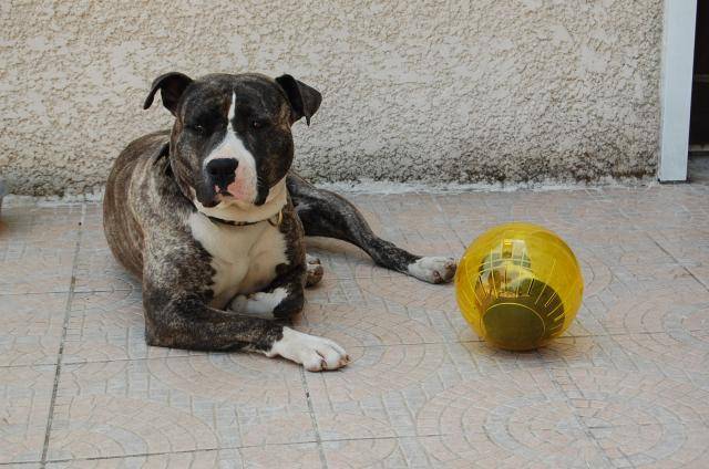 amstaff divine et baltazar cochon d inde - American Staffordshire Terrier