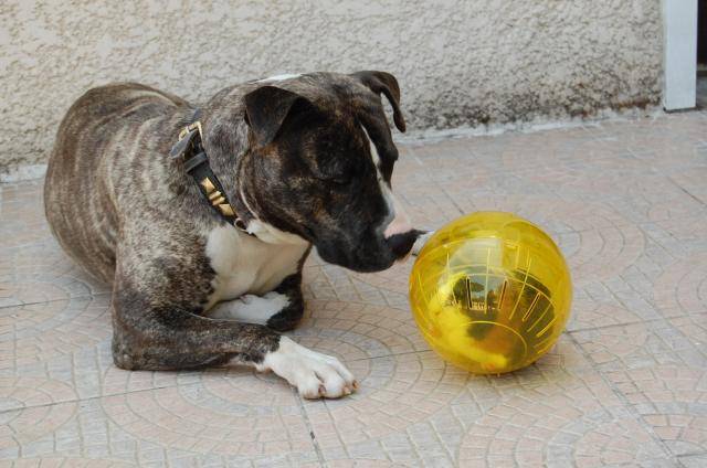 amstaff divine - American Staffordshire Terrier