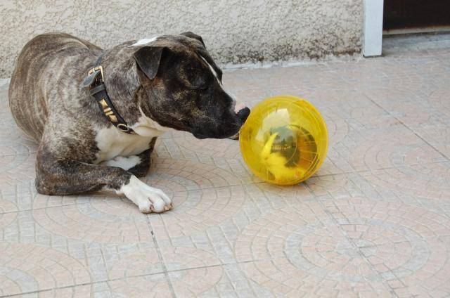 amstaff divine - American Staffordshire Terrier