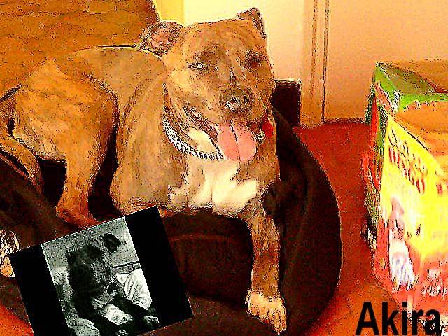 amstaff ! akira - American Staffordshire Terrier