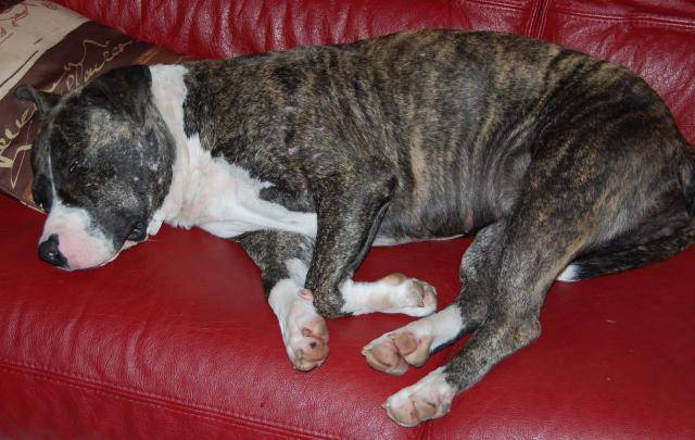 amstaff divine - American Staffordshire Terrier