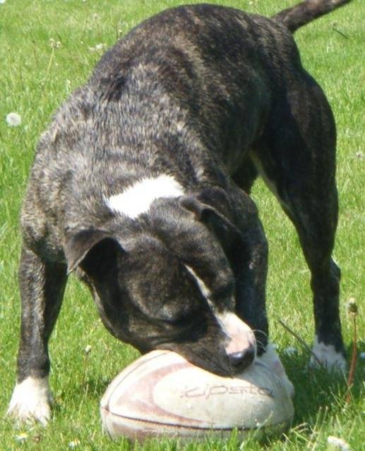 amstaff divine - American Staffordshire Terrier