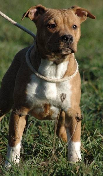 lola - American Staffordshire Terrier (4 ans)