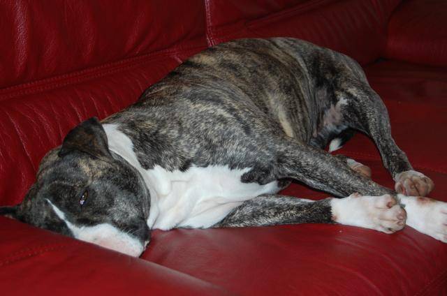 american staffordshire terrier divine - American Staffordshire Terrier