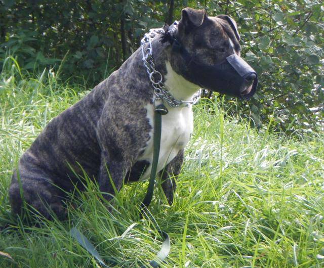 amstaff divine - American Staffordshire Terrier
