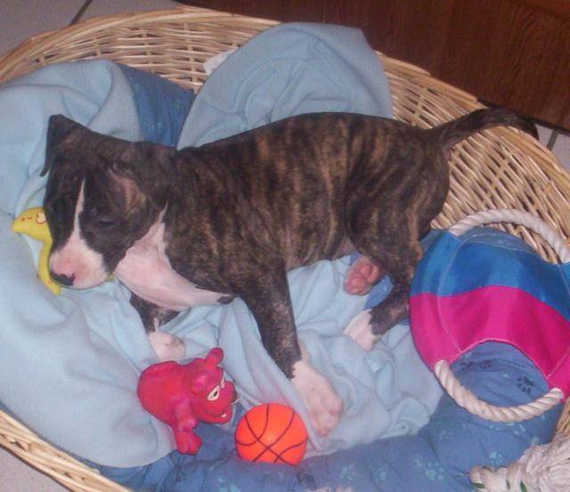 amstaff divine - American Staffordshire Terrier