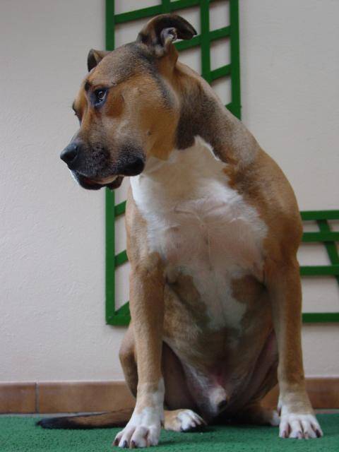 baloo amstaff - American Staffordshire Terrier