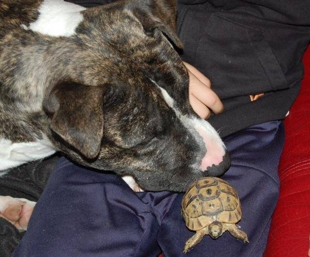 amstaff divine - American Staffordshire Terrier