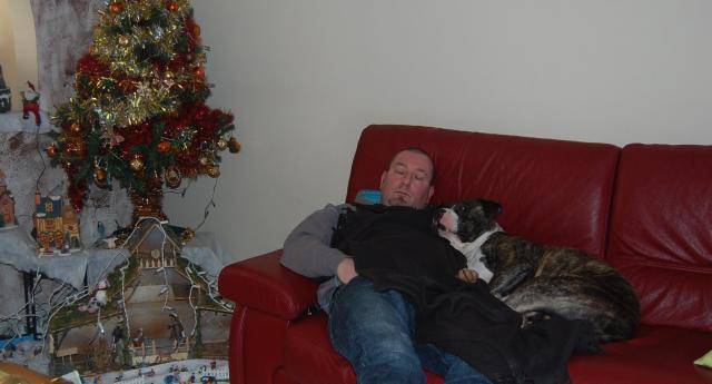 american staffordshire terrier divine - American Staffordshire Terrier