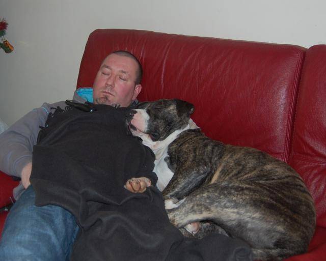 amstaff divine - American Staffordshire Terrier