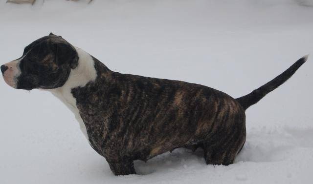 amstaff divine - American Staffordshire Terrier