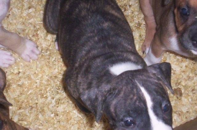 amstaff divine - American Staffordshire Terrier