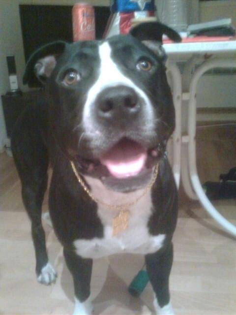 amstaff Thaï - American Staffordshire Terrier