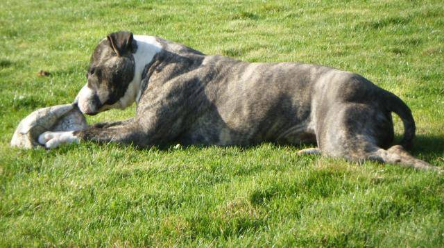 amstaff divine - American Staffordshire Terrier
